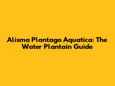 Alisma Plantago Aquatica: The Water Plantain Guide