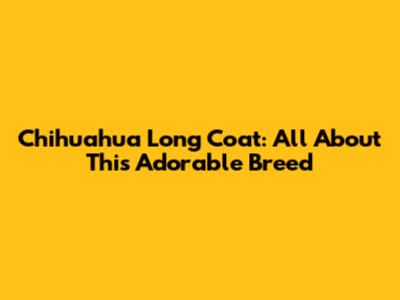 Chihuahua Long Coat: All About This Adorable Breed