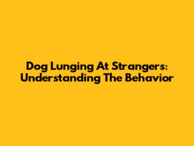 Dog Lunging At Strangers: Understanding The Behavior