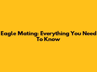 Eagle Mating: Everything You Need To Know