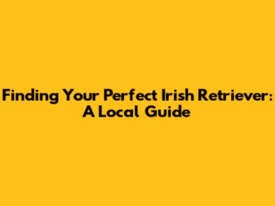 Finding Your Perfect Irish Retriever: A Local Guide