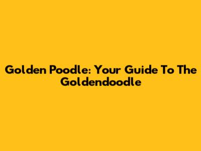 Golden Poodle: Your Guide To The Goldendoodle