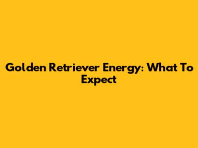 Golden Retriever Energy: What To Expect