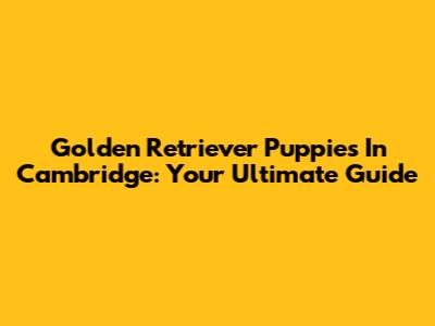 Golden Retriever Puppies In Cambridge: Your Ultimate Guide