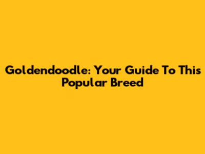 Goldendoodle: Your Guide To This Popular Breed