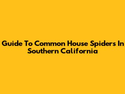 Guide To Common House Spiders In Southern California