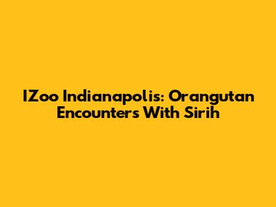 IZoo Indianapolis: Orangutan Encounters With Sirih