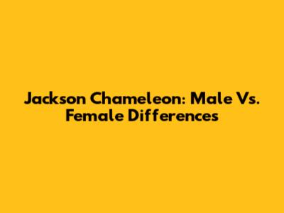 Jackson Chameleon: Male Vs. Female Differences