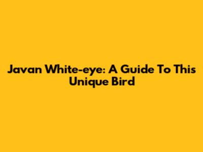 Javan White-eye: A Guide To This Unique Bird