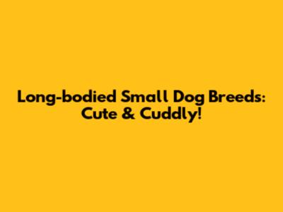 Long-bodied Small Dog Breeds: Cute & Cuddly!