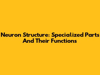 Neuron Structure: Specialized Parts And Their Functions