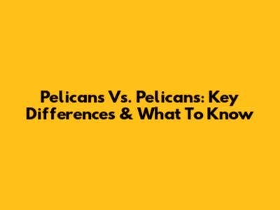 Pelicans Vs. Pelicans: Key Differences & What To Know