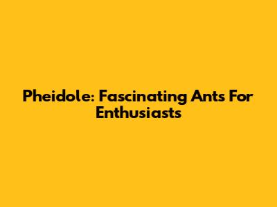 Pheidole: Fascinating Ants For Enthusiasts