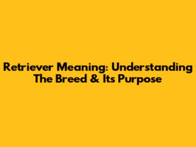 Retriever Meaning: Understanding The Breed & Its Purpose