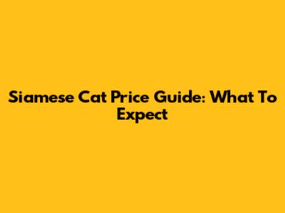 Siamese Cat Price Guide: What To Expect