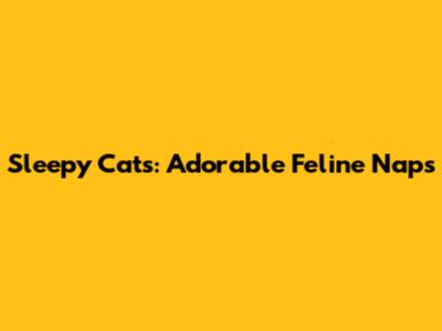 Sleepy Cats: Adorable Feline Naps