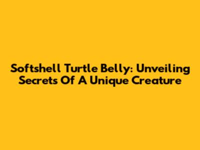 Softshell Turtle Belly: Unveiling Secrets Of A Unique Creature