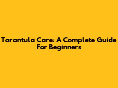 Tarantula Care: A Complete Guide For Beginners
