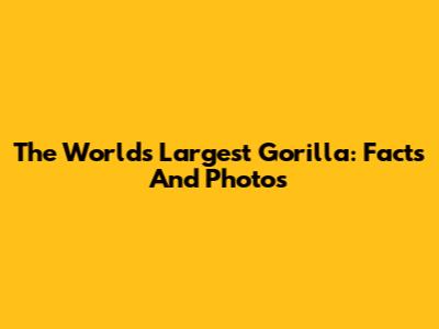 The World's Largest Gorilla: Facts And Photos